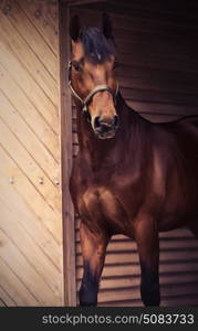 portrait of beautiful sportive horse at stable door background