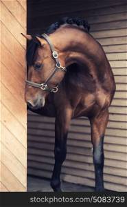 portrait of beautiful sportive horse in stable door
