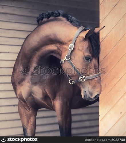 portrait of beautiful sportive horse in stable door