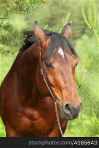 Portrait of beautiful Trakehner stallion in pine forest. cloudy day