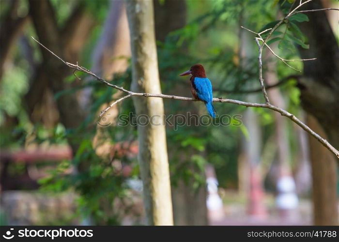 Portrait of beautiful white-throated kingfisher (Halcyon smyrnensis) perched on tree