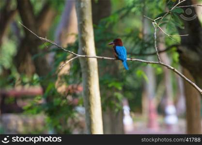 Portrait of beautiful white-throated kingfisher (Halcyon smyrnensis) perched on tree