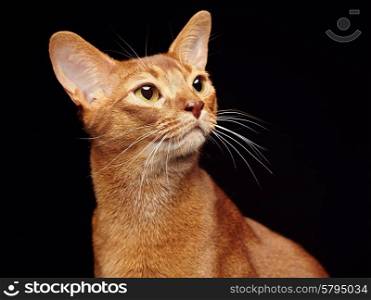 Portrait of beautiful young abyssinian cat. Close up of red cat. Isolated on black background