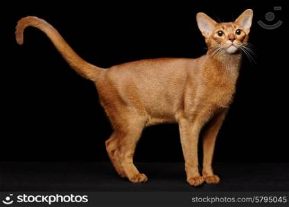 Portrait of beautiful young abyssinian cat. Close up of red cat. Isolated on black background
