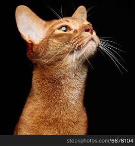Portrait of beautiful young abyssinian cat. Portrait of beautiful young abyssinian cat. Close up of red cat. Isolated on black background