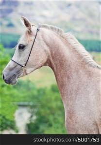 portrait of beautiful young arabian mare