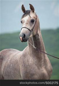 portrait of beautiful young gray arabian stallion
