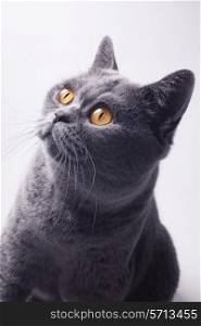 Portrait of beautiful young short-haired British gray cat with yellow eyes on a white background