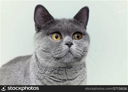 Portrait of beautiful young short-haired British gray cat with yellow eyes on a light background