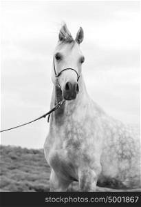 portrait of beautiful young white arabian stallion