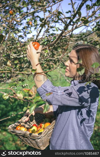 Portrait of beautiful young woman picking fresh organic apples from the tree with a wicker basket in her hands. Nature and harvest time concept.. Woman picking apples with basket in her hands