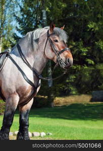 Portrait of Belgian draught horse.