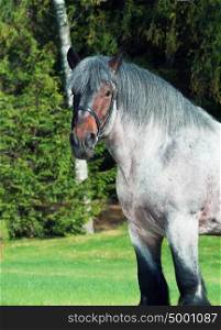 Portrait of Belgian draught horse.