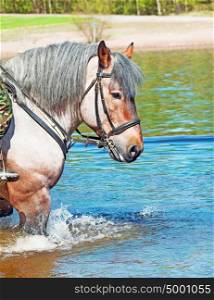 Portrait of Belgian draught horse in lake.