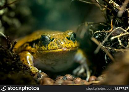 Portrait of big tropical frog, Dyscophus guineti.. Portrait of big tropical frog, Dyscophus guineti
