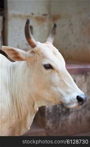 Portrait of big white bull closeup