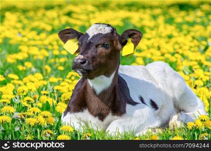 Portrait of black and white newborn calf lying in meadow with blooming yellow dandelions