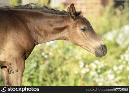 portrait of black beautiful   little foal posing at sunny evening. close up. 