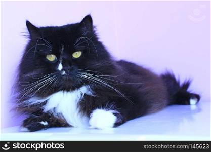 Portrait of black cat laying on pink tender background. Domestic pet having a rest. Domestic animal. Cat laying on pink background. Domestic pet