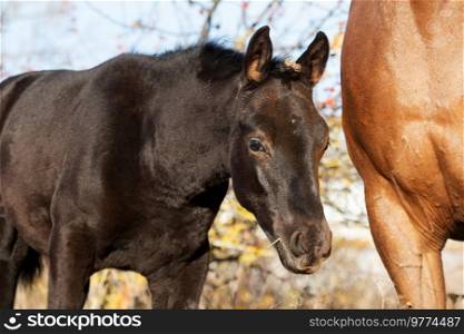 portrait of black colt posing   sunny autumn day . farm life
