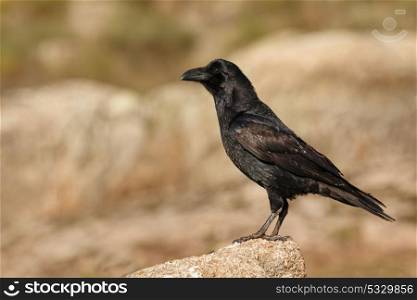 Portrait of black crow. Corvus corone