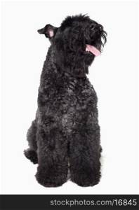 Portrait of black dog, studio shot