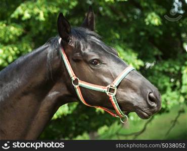 portrait of black horse