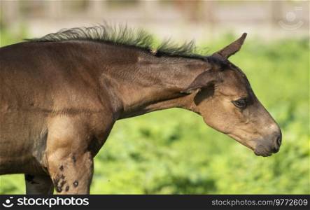 portrait of black little foal  posing at  sunny summer day. 