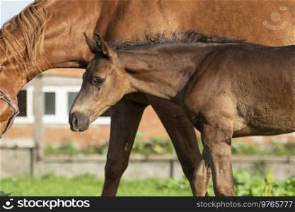 portrait of black little foal  posing with mom at  sunny day.close up