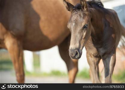 portrait of  black little foal  posing  with mom.   sunny summer  day. close up