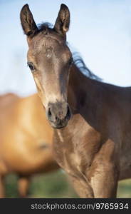 portrait of  black little foal.   sunny summer  day. close up