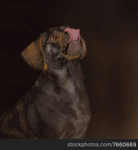 Portrait of black little puggle being excited to eat treats while sticking his tongue out