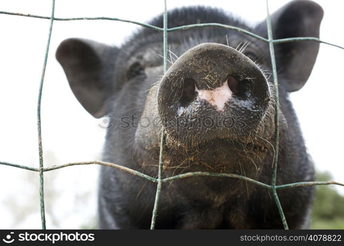 portrait of black pig behind the fence