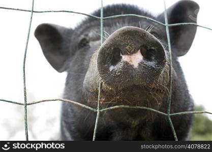 portrait of black pig behind the fence