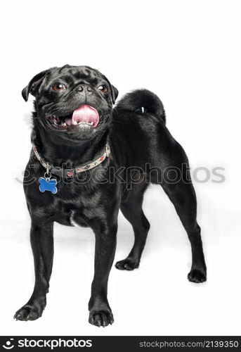 portrait of black pug on white background, sticking out tongue, has blue bone-shaped collar.