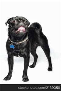 portrait of black pug on white background, sticking out tongue, has blue bone-shaped collar.