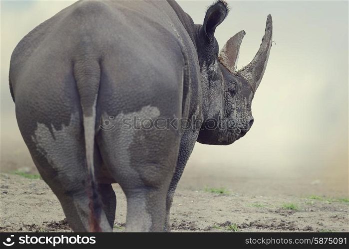 Portrait of Black Rhinoceros ,walking away