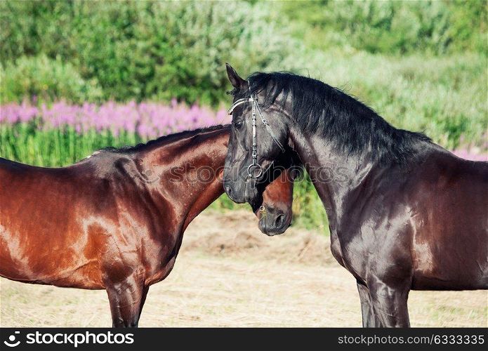 portrait of black Trakehner stallions in meadow
