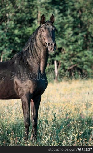 portrait of breeding Trakehner black stallion posing in the field. 