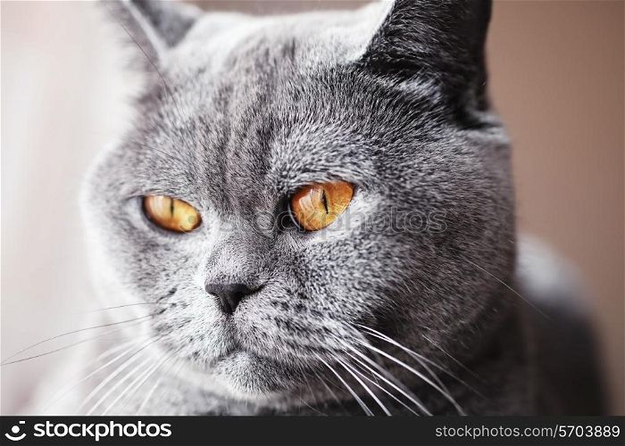 Portrait of British gray cat with yellow eyes