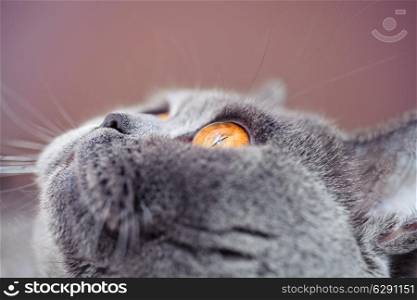 Portrait of British gray cat with yellow eyes