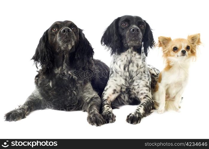 portrait of brittany spaniels and chihuahua in front of white background