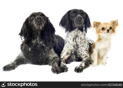 portrait of brittany spaniels and chihuahua in front of white background