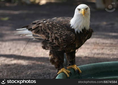 portrait of brown bird of prey with white head and yellow beak. predatory bird