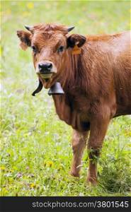 portrait of brown calf standing in summer meadow