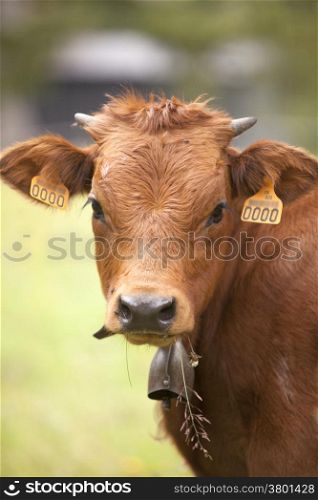 portrait of brown calf with bell eating grass