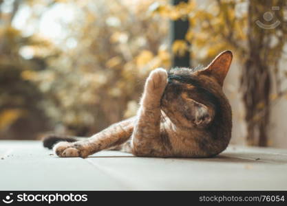 Portrait of brown cat in nature