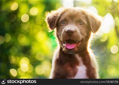 Portrait of brown cute Labrador retriever puppy with sunset bokeh abstract background