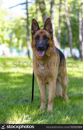 Portrait of Brown German Shepherd Dog Standing on Green Grass. Cute Purebred Brown Fur Domestic Animal Outside in Park on Lawn. Beautiful Companion and Guard Creature. Lovely Playful Adult Dog.. Portrait of Brown German Shepherd Dog Standing.