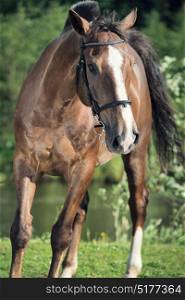 portrait of brown hobbyhorse at green background. summer